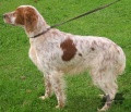 Setter Anglais RITA DU MAS D'EYRAUD Setter Anglais RITA DU MAS D'EYRAUD